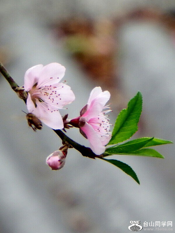 DSCF1574.jpg