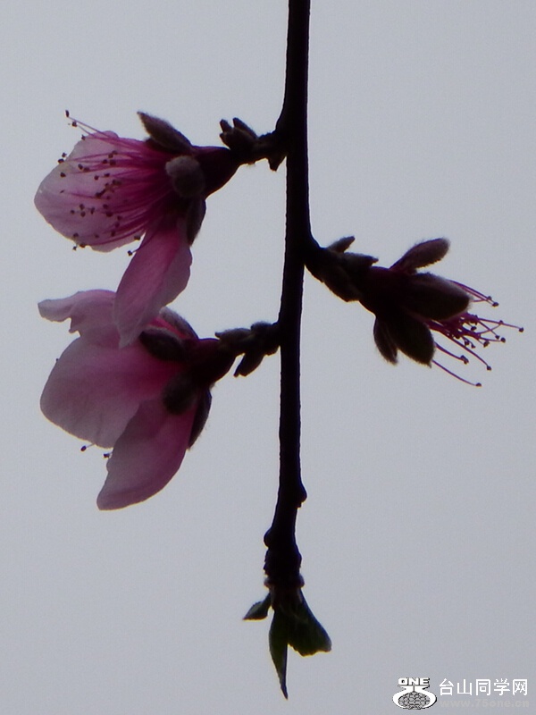 DSCF1596.jpg