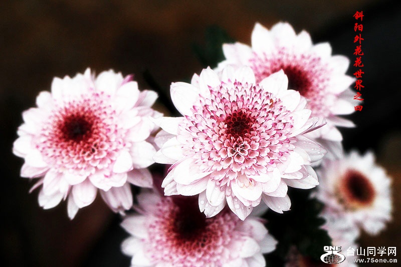 _MG_99322015.1.1_.jpg