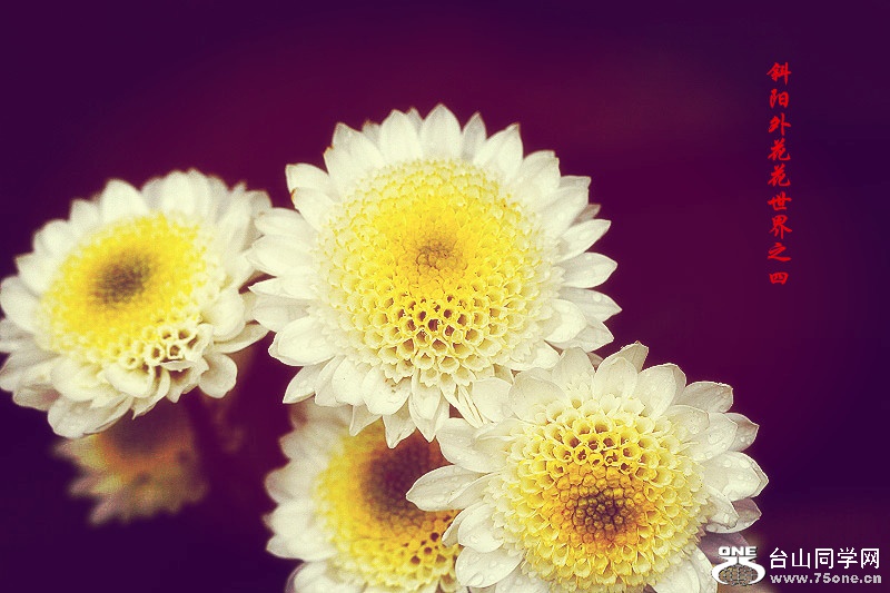 _MG_99342015.1.1_.jpg