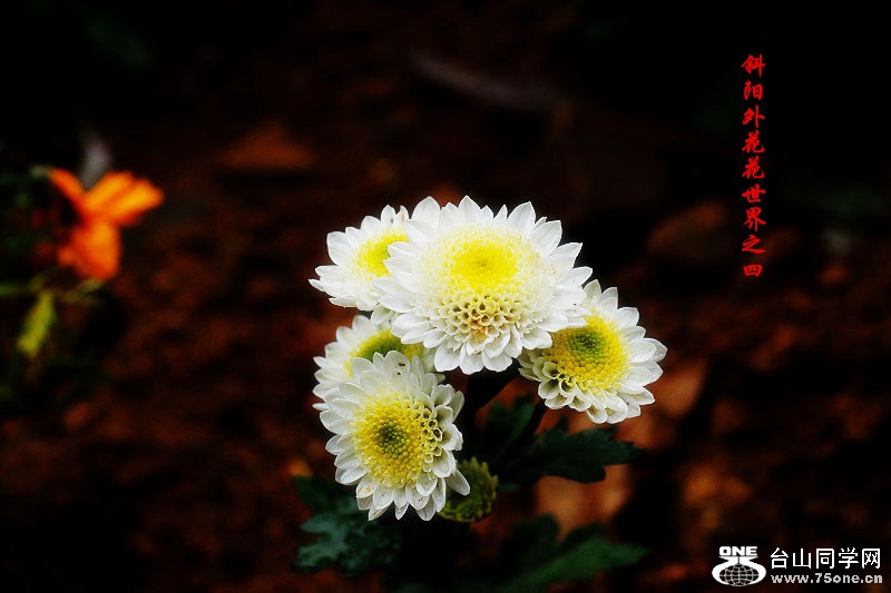 _MG_01082015.1.1_.jpg