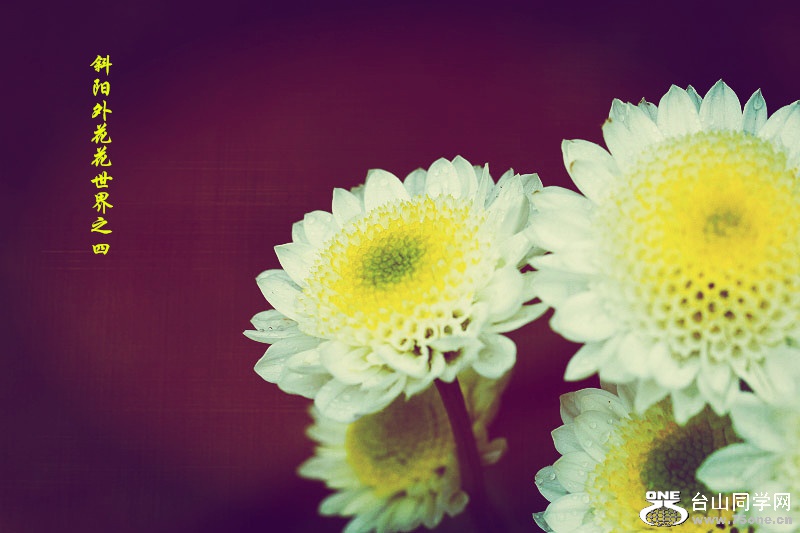 _MG_99312015.1.1_.jpg