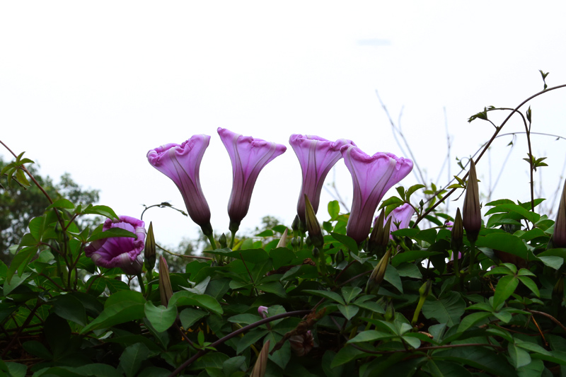 IMG_5767.jpg