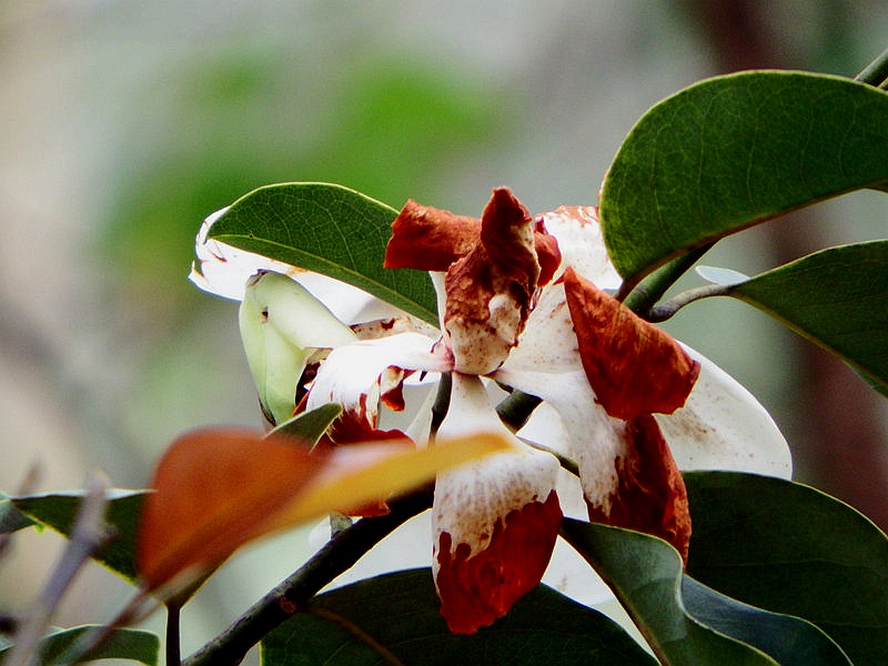 DSCF1665.jpg