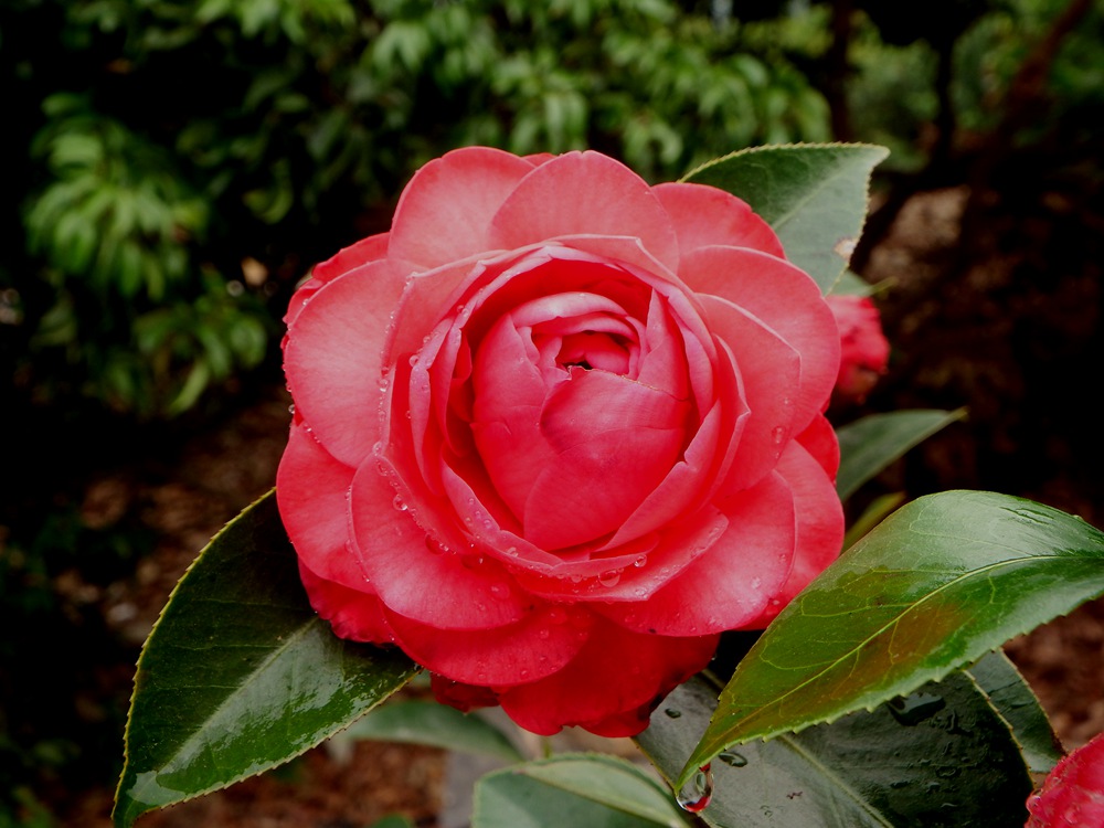 DSCF1955.JPG
