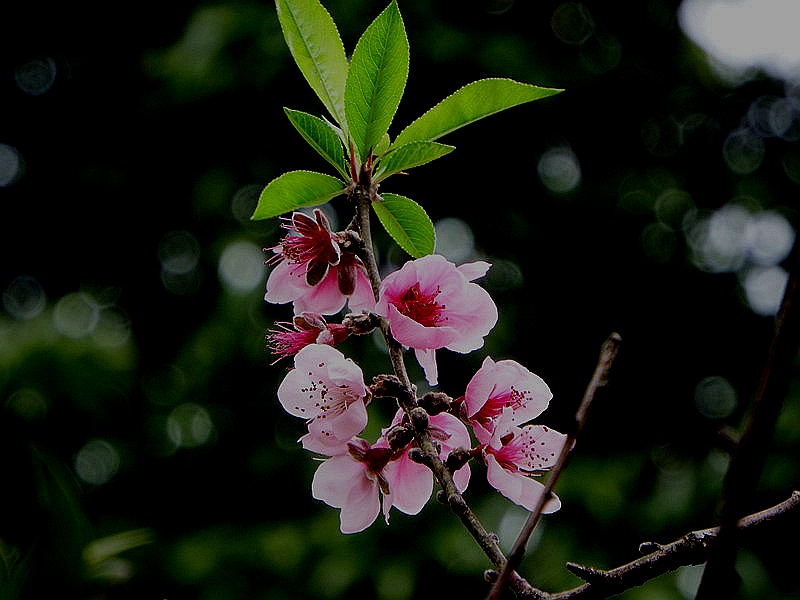 DSCF1812.jpg