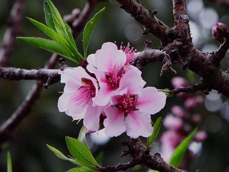 DSCF2088.jpg