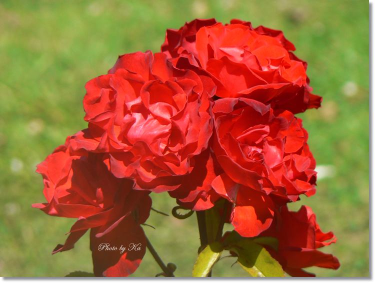Flowers 15-02-15 207.jpg