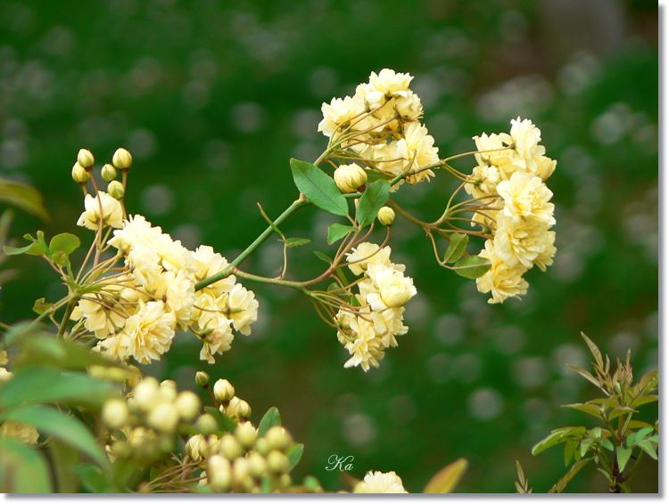 flowers 11--11--14 066.jpg