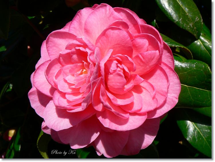 flowers 12--10--14 761.jpg