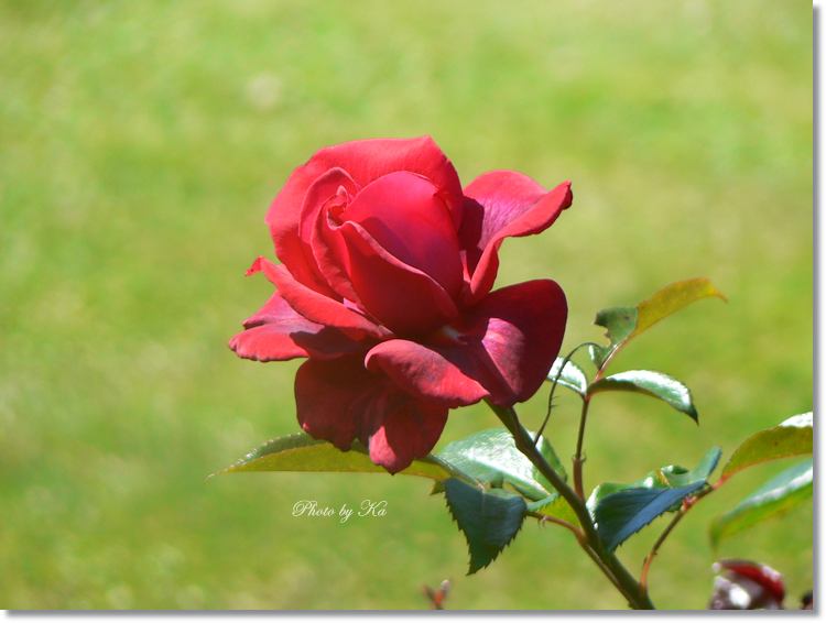 Flowers 15-02-15 211.jpg