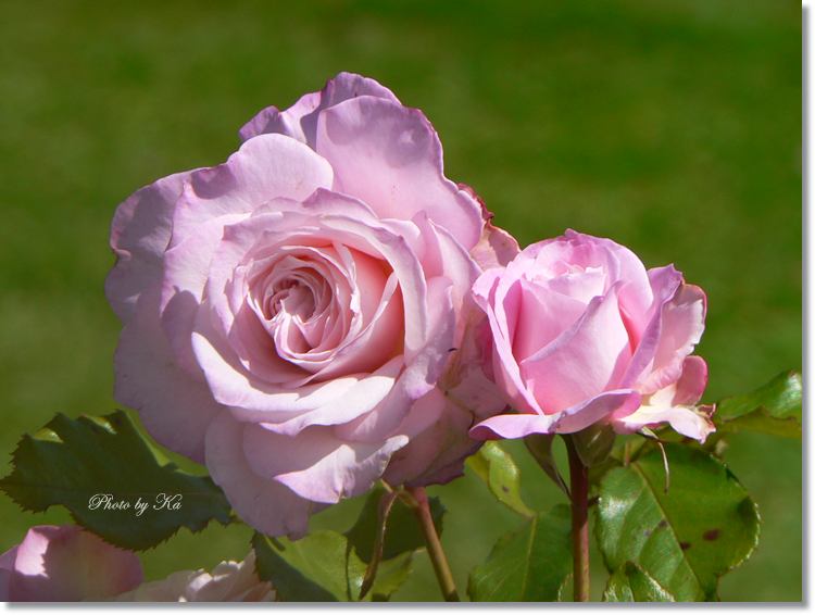 Flowers 15-02-15 237.jpg