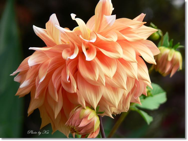 Flowers 10--04--14 114.jpg