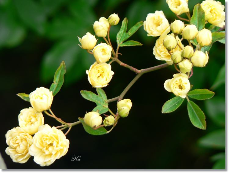 flowers 11--11--14 083.jpg