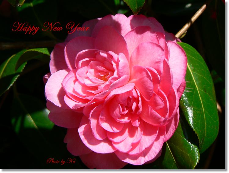 flowers 12--10--14 730.jpg