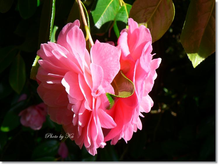 flowers 12--10--14 748.jpg