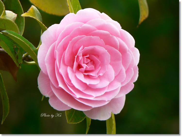 flowers 12--10--14 195.jpg