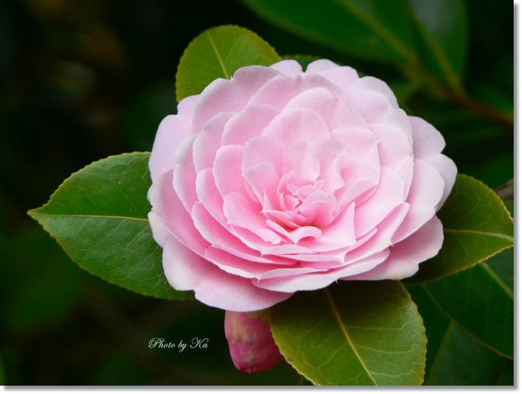 flowers 12--10--14 181.jpg
