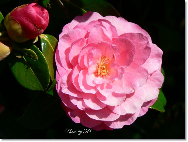 flowers 12--10--14 736.jpg