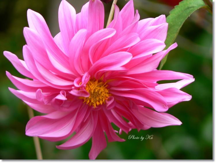 Flowers 10--04--14 116.jpg