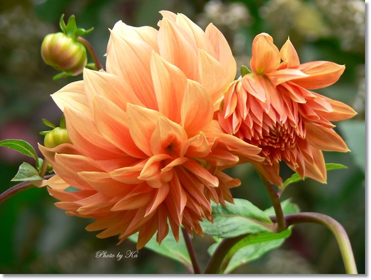 Flowers 10--04--14 111.jpg