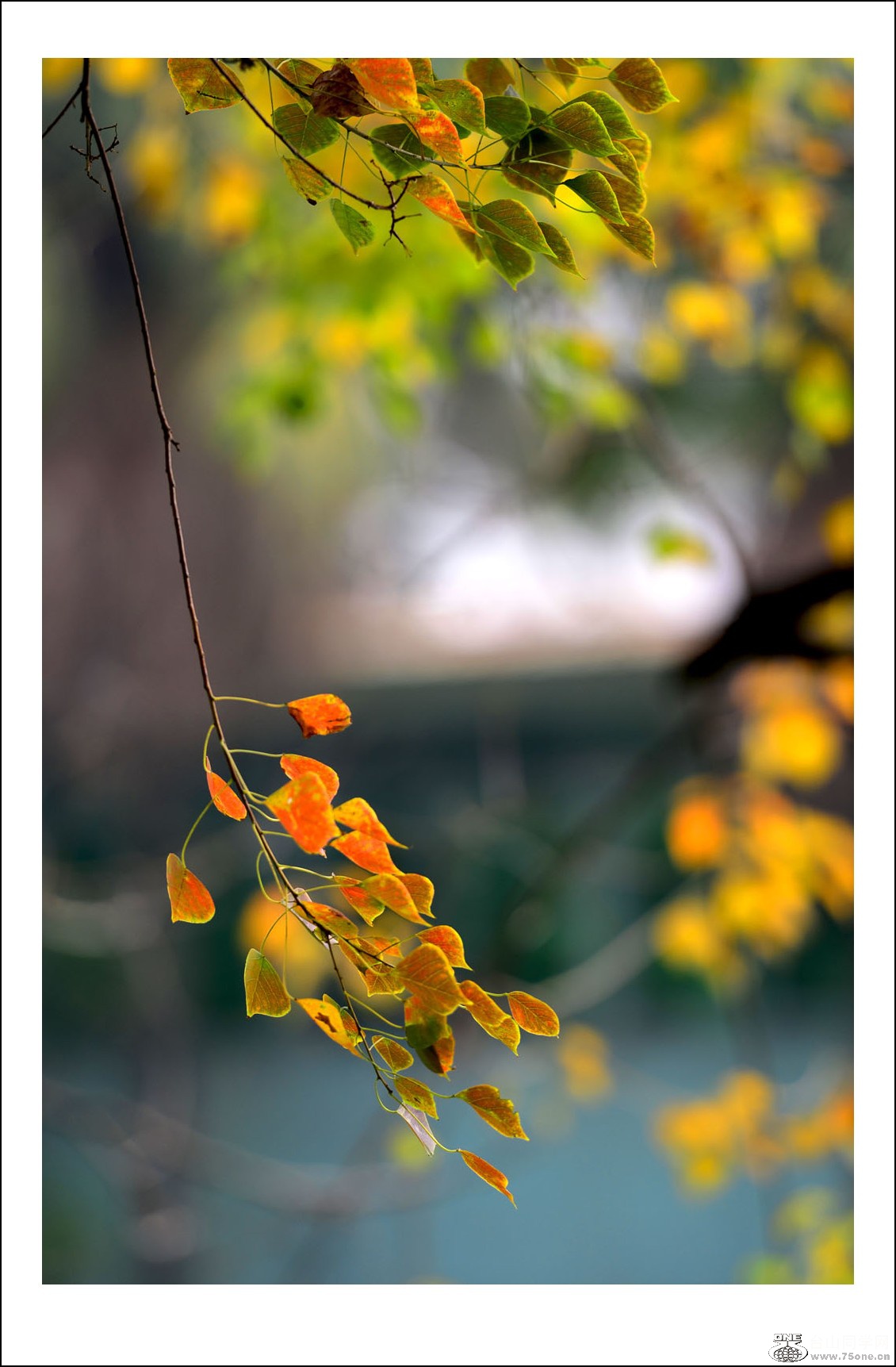 DSC_3565_conew1.jpg