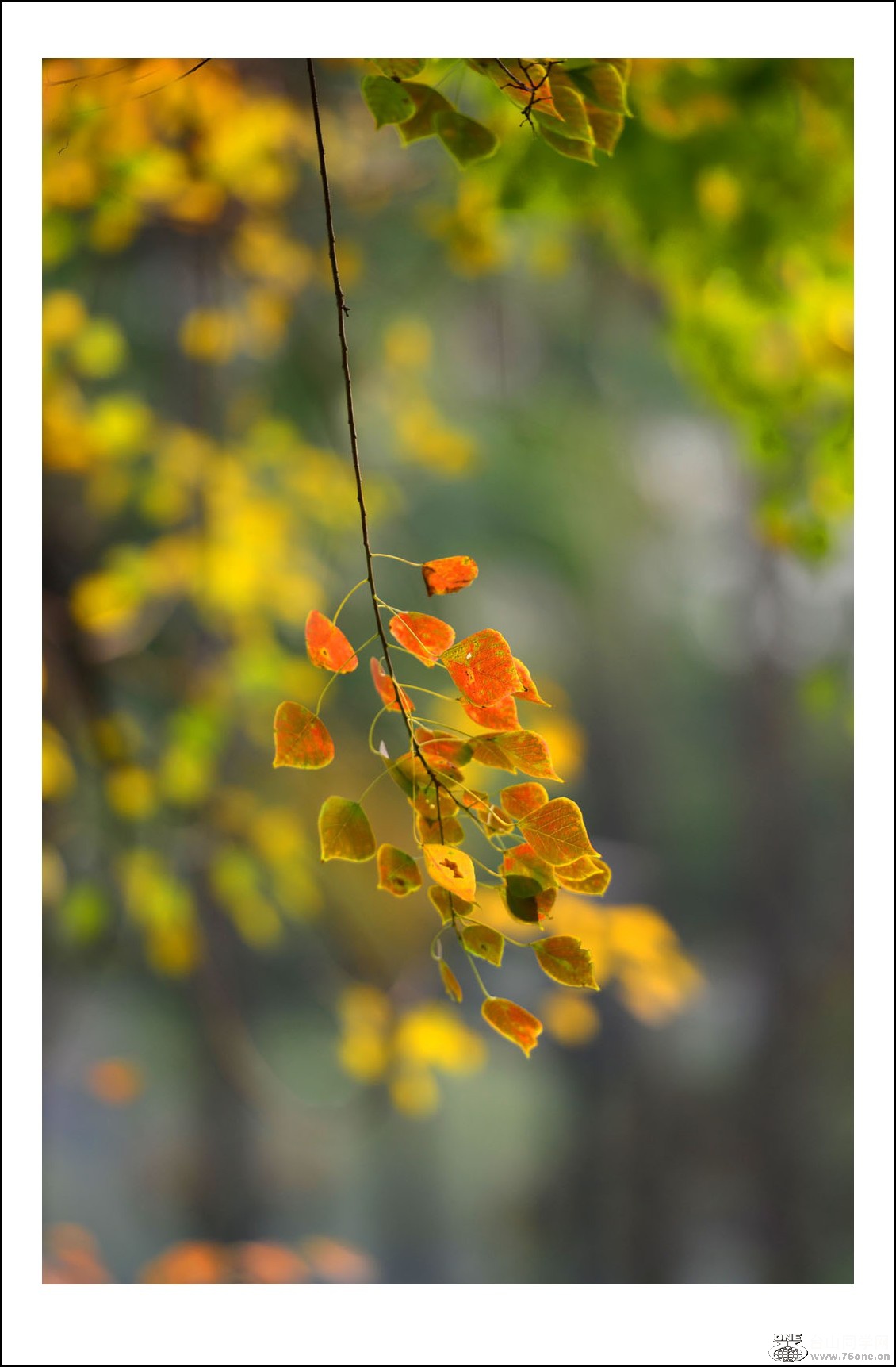 DSC_3564_conew1.jpg