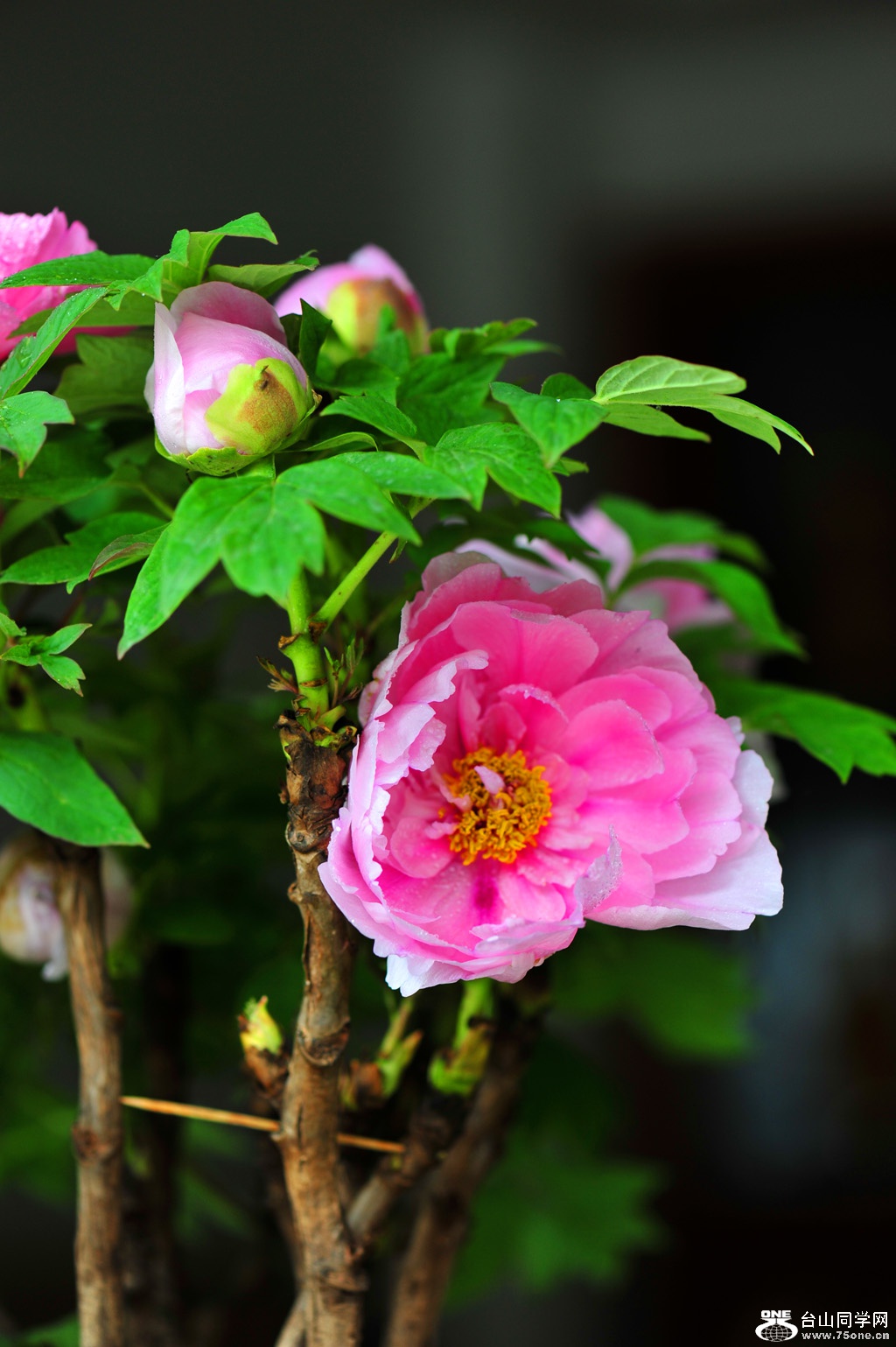 DSC_1440.JPG