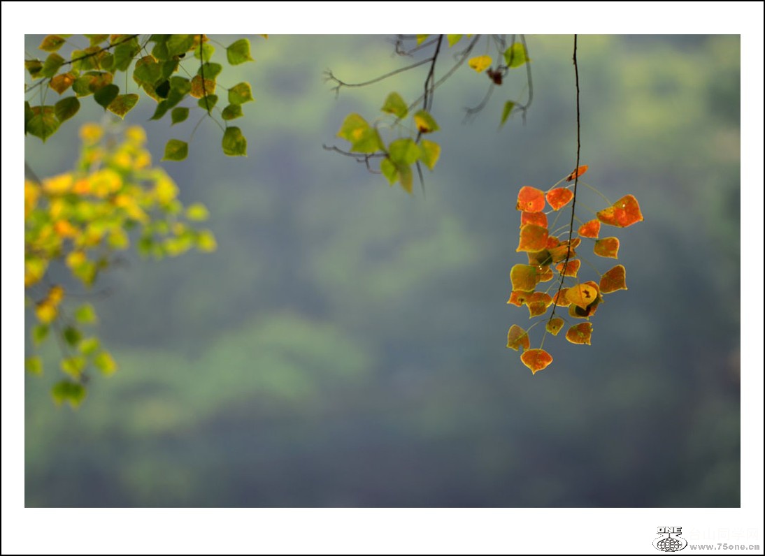 DSC_3560_conew1.jpg