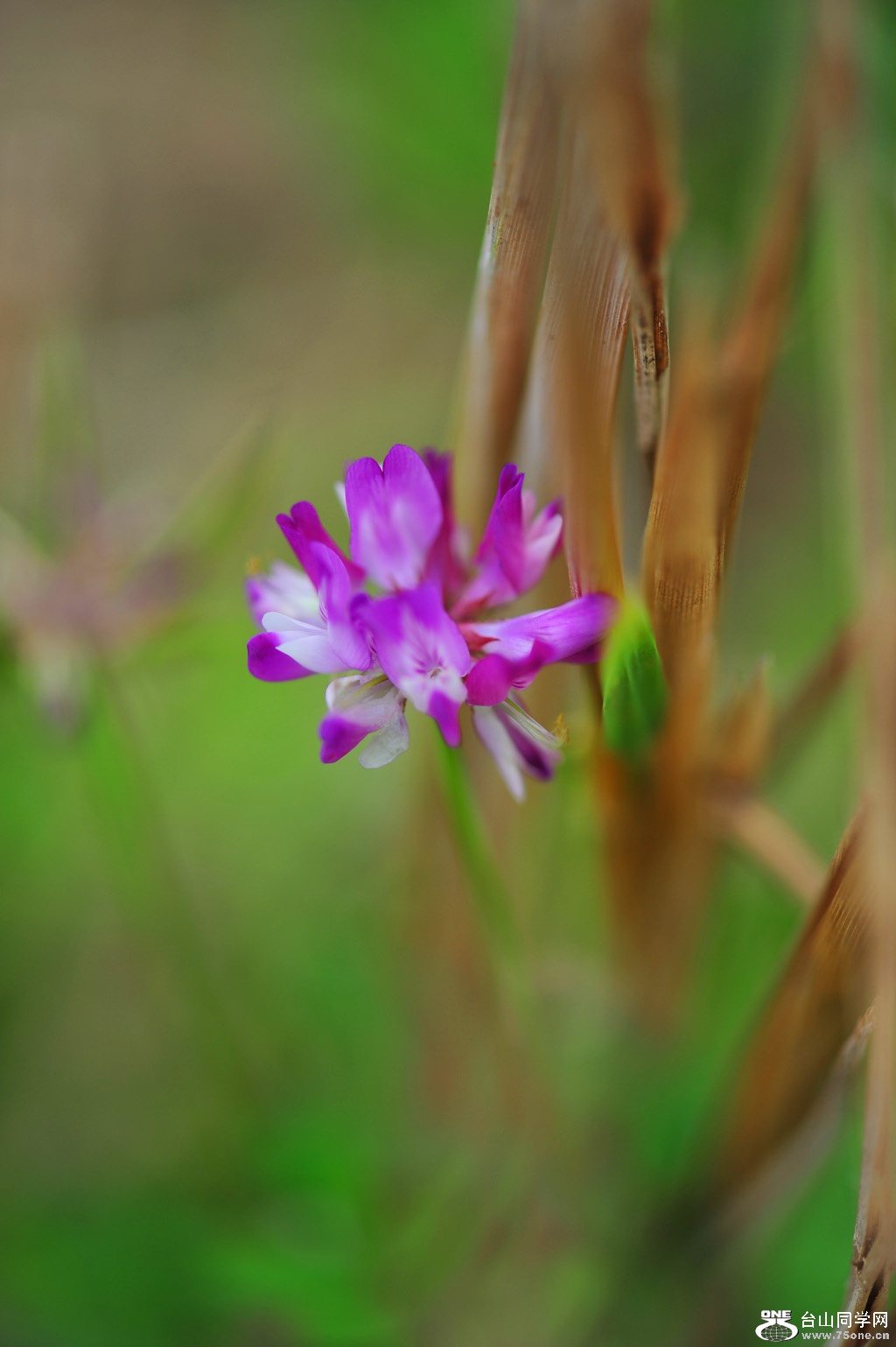 DSC_1550.JPG
