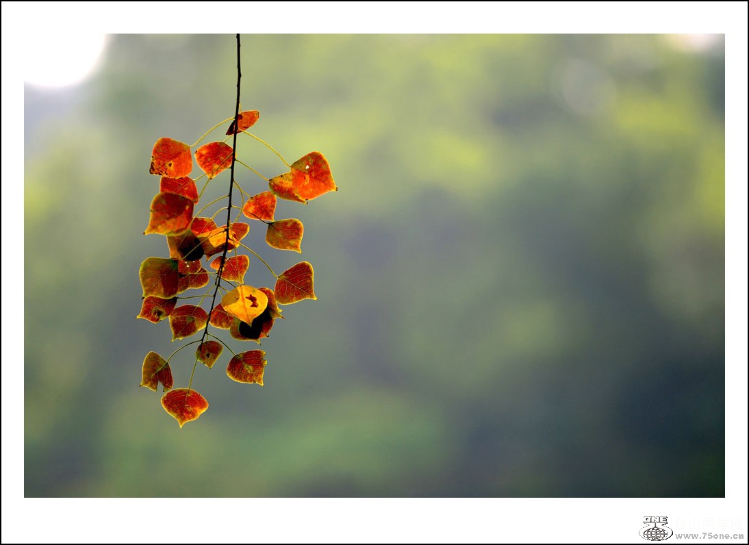 DSC_3556_conew1.jpg