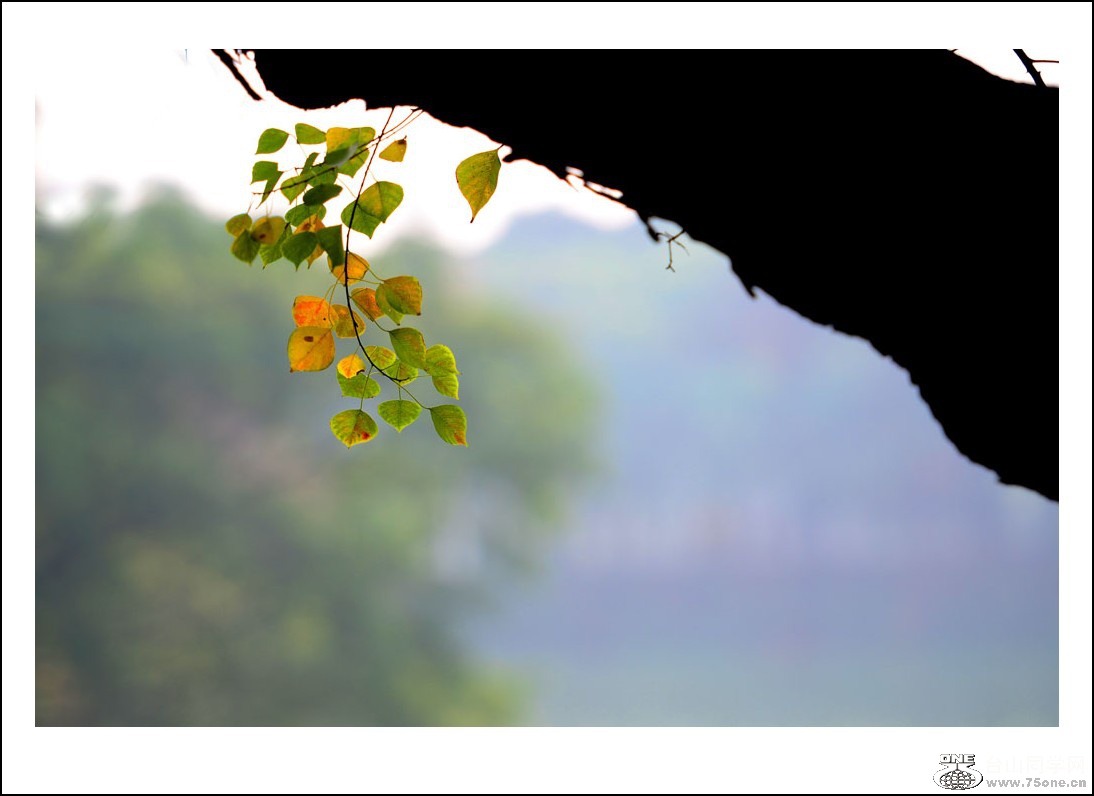 DSC_3561_conew1.jpg