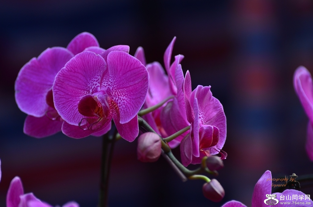 DSC_4267_conew1.jpg