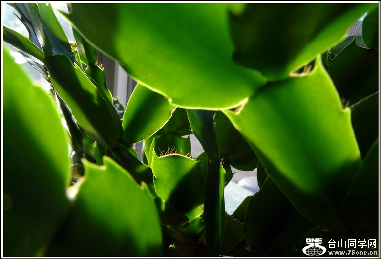 dsc00883_.jpg