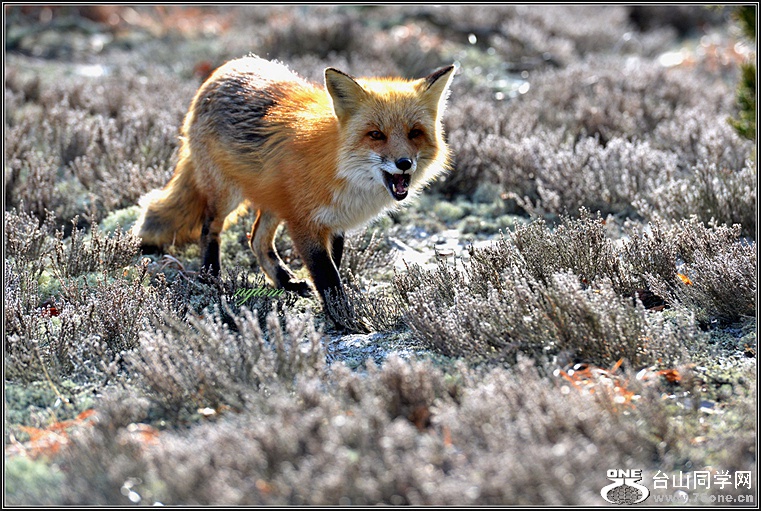 DSC_8385.jpg