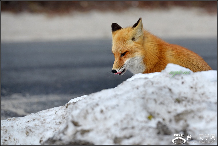 DSC_8627_1.jpg