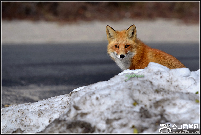 DSC_8619_1.jpg