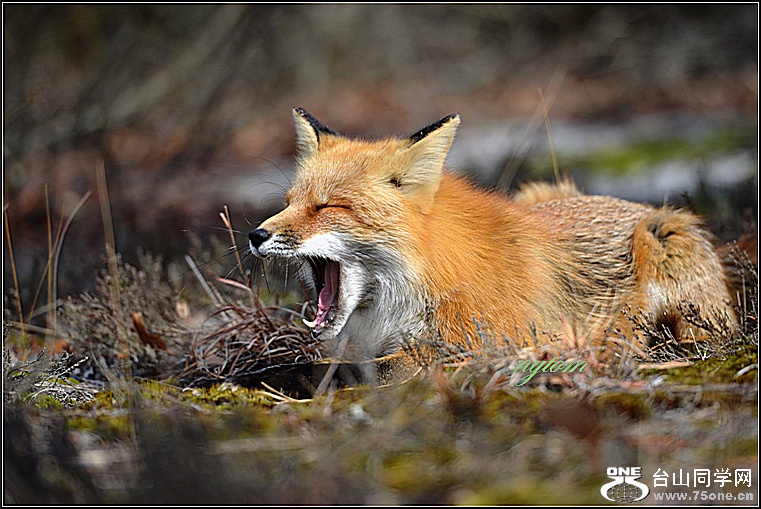 DSC_9461_1.JPG