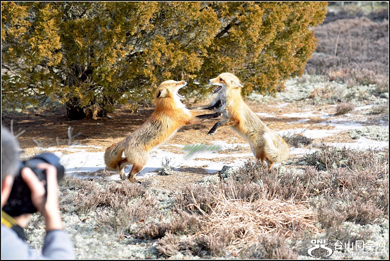 DSC_8542.jpg