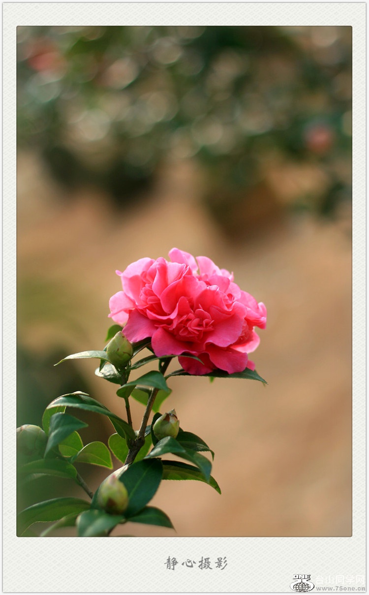 ���ɽ 240_����_����.jpg