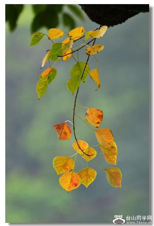 Ƭ 040.jpg