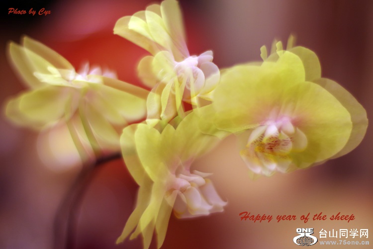 Year of sheep 5x3.jpg