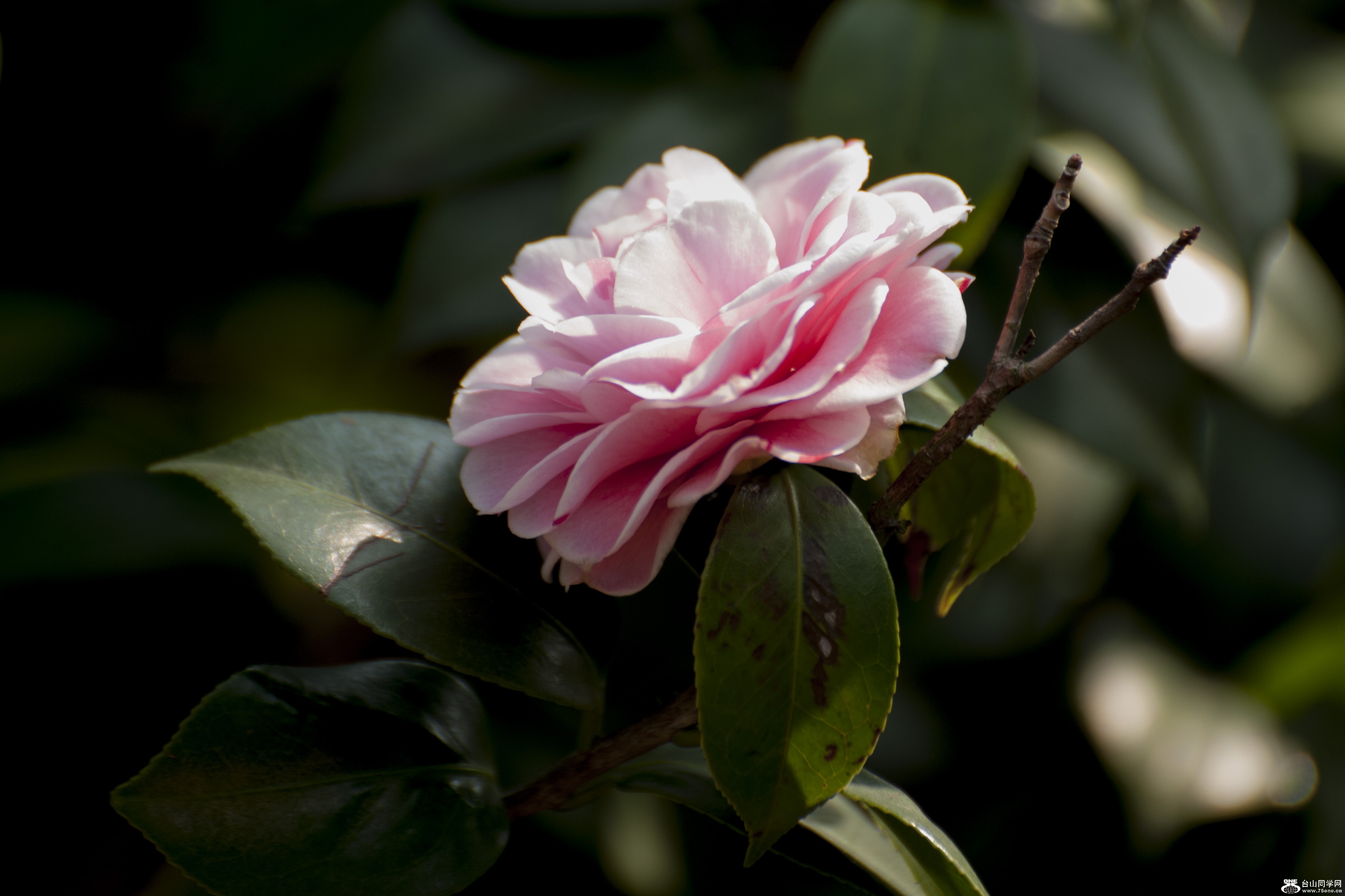 DSC_0191.jpg
