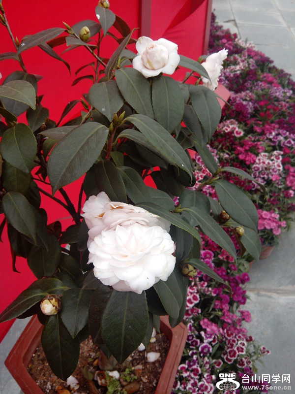 IMG_20150211_142350_副本.jpg