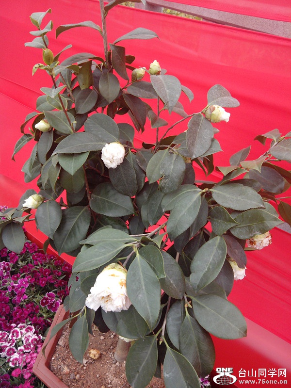IMG_20150211_142316_副本.jpg