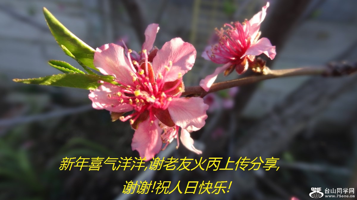 新年喜气洋洋,谢老友火丙上传分享,谢谢!祝人日快乐!.jpg