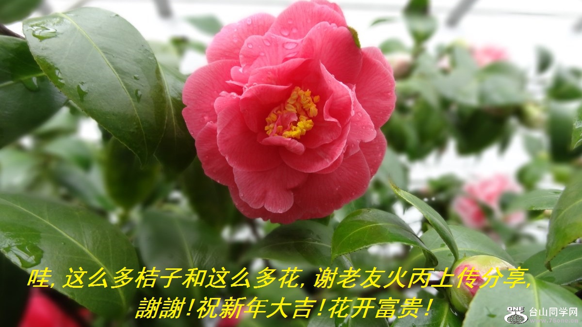哇,这么多桔子和这么多花,谢老友火丙上传分享,謝謝!祝新年大吉!花开富贵!.jpg