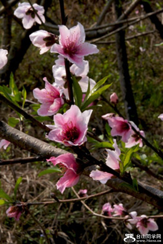 DSC01981.JPG
