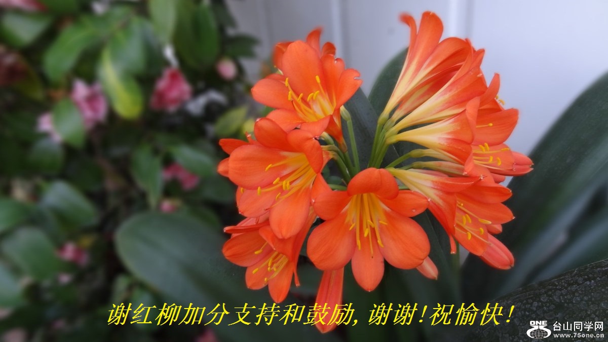 谢红柳加分支持和鼓励,谢谢!祝愉快!.jpg