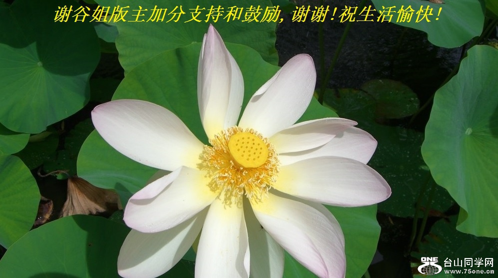 谢谷姐版主加分支持和鼓励,谢谢!祝生活愉快!.jpg